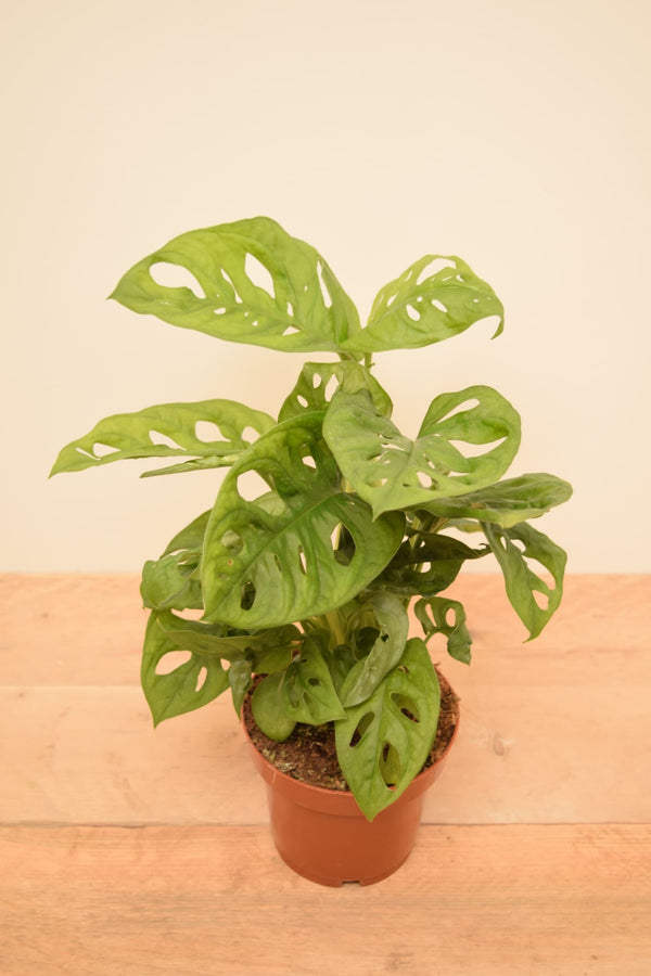 Monstera adansonii