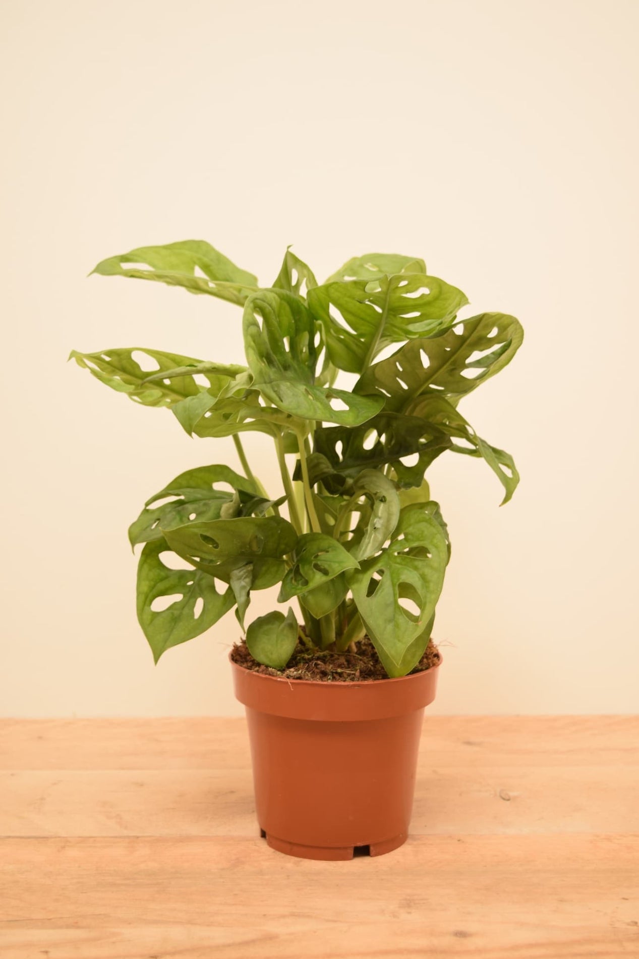 monstera adansonii and obliqua Monstera adansonii