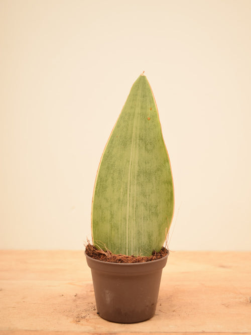 Sansevieria aubrytiana 'Metallica'