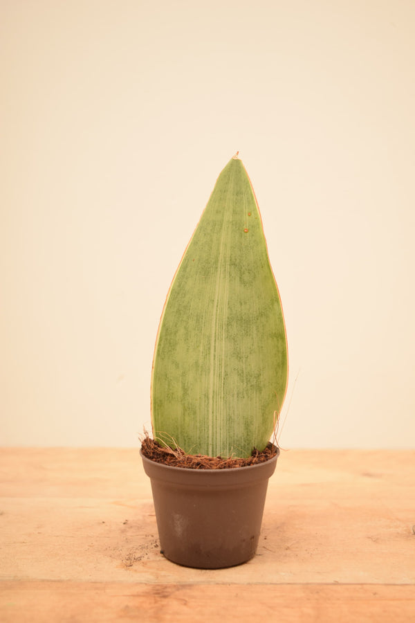 metallica snake plant Sansevieria aubrytiana 'Metallica'