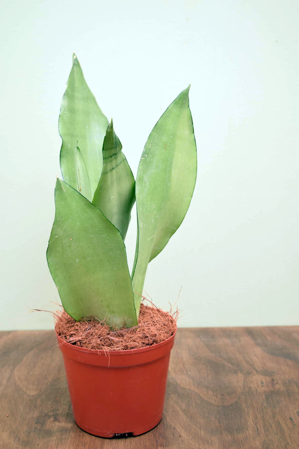 Sansevieria trifasciata 'Moonshine'