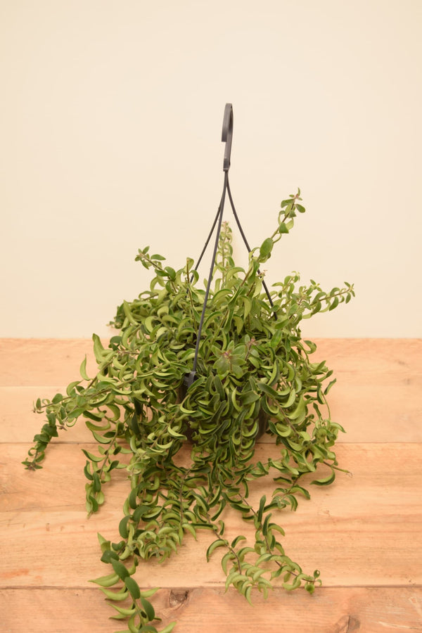 Aeschynanthus 'Twister'