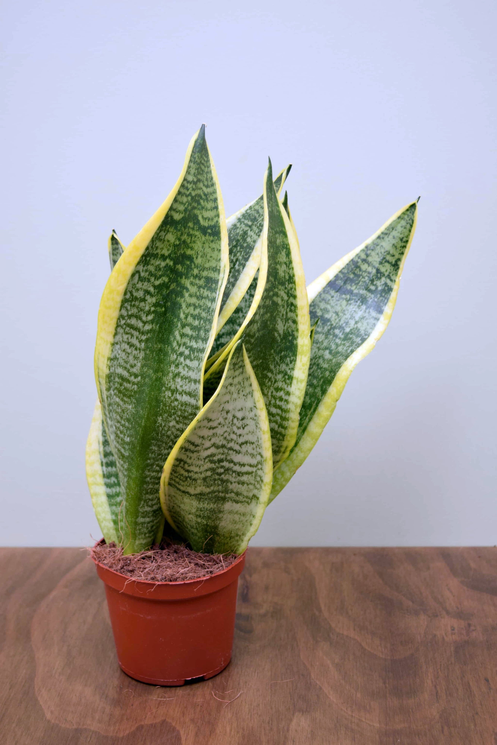 sansevieria trifasciata superba Sansevieria trifasciata 'Futura Superba'
