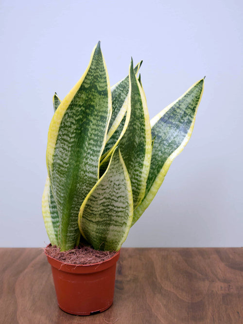 Sansevieria trifasciata 'Futura Superba'