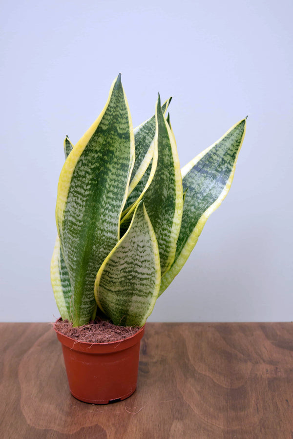 futura superba snake plant Sansevieria trifasciata 'Futura Superba'