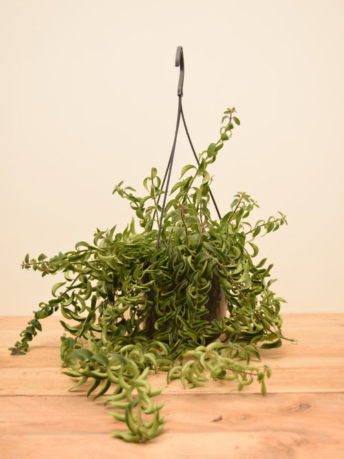 Aeschynanthus 'Twister'