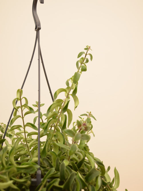 Aeschynanthus 'Twister'