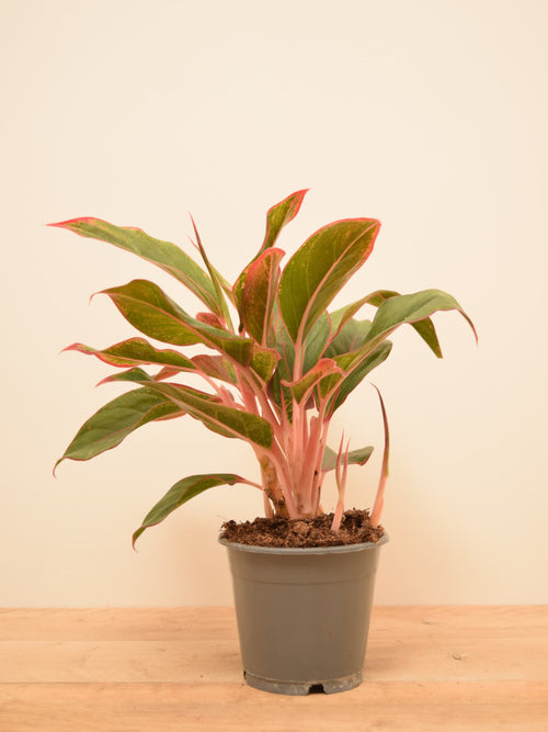 Aglaonema commutatum 'Crete'