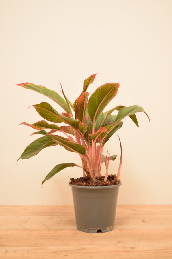 Aglaonema commutatum 'Crete'