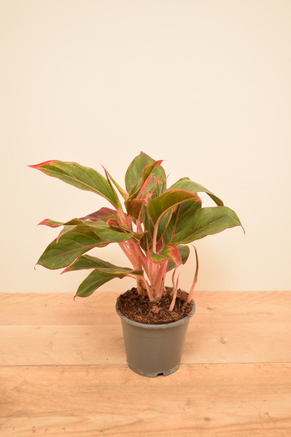 Aglaonema commutatum 'Crete'