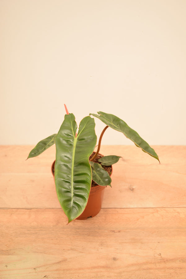 Philodendron billietiae