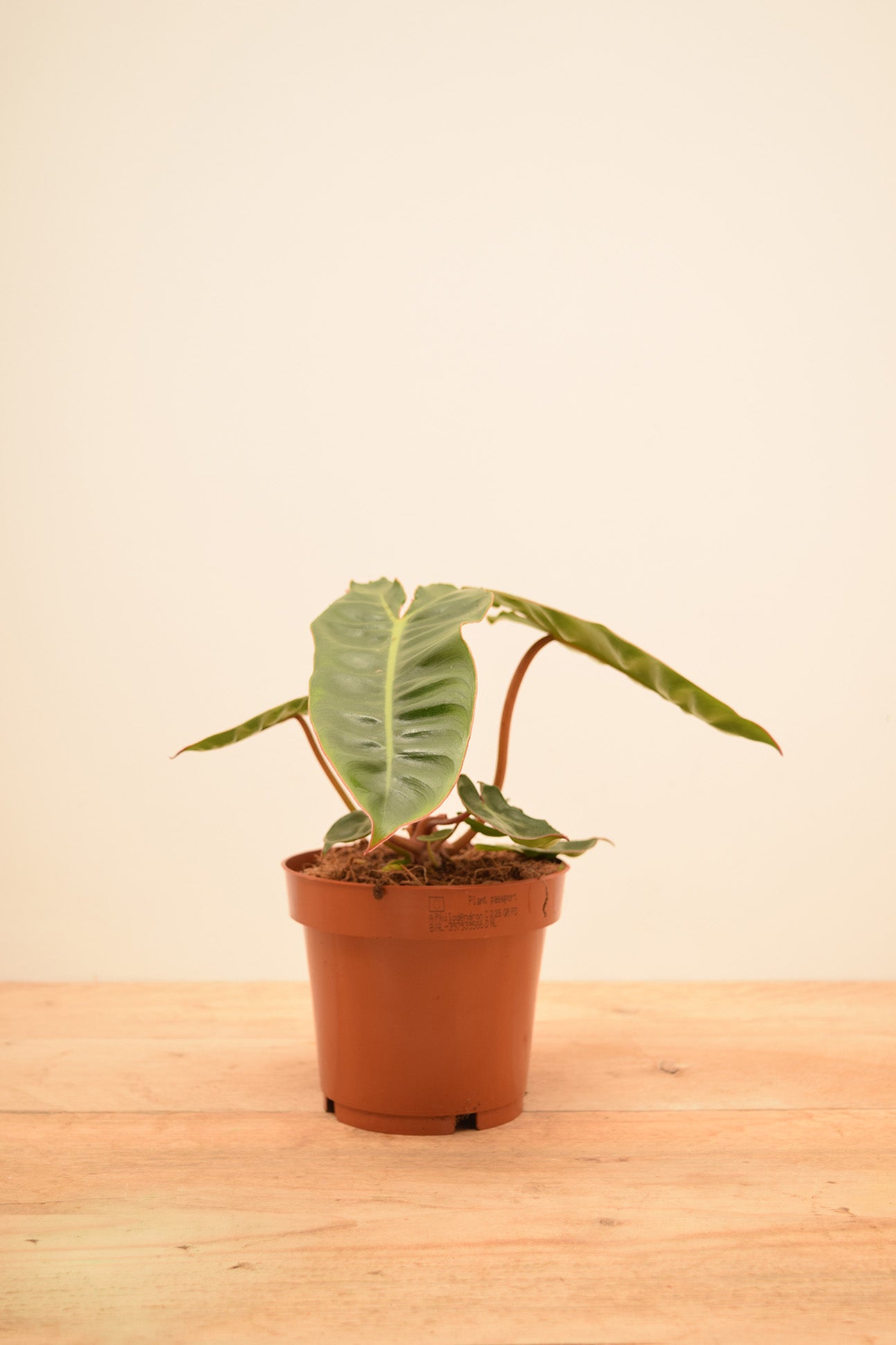 Philodendron billietiae