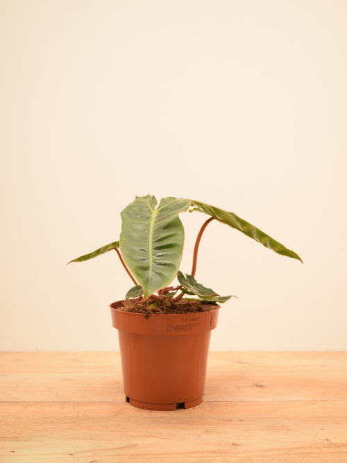 Philodendron billietiae