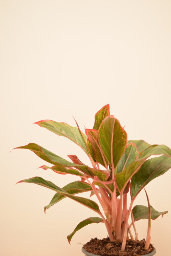 Aglaonema commutatum 'Crete'
