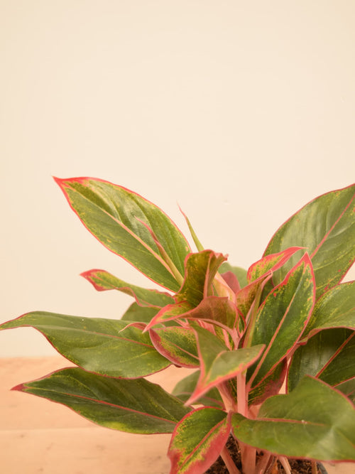 Aglaonema commutatum 'Crete'