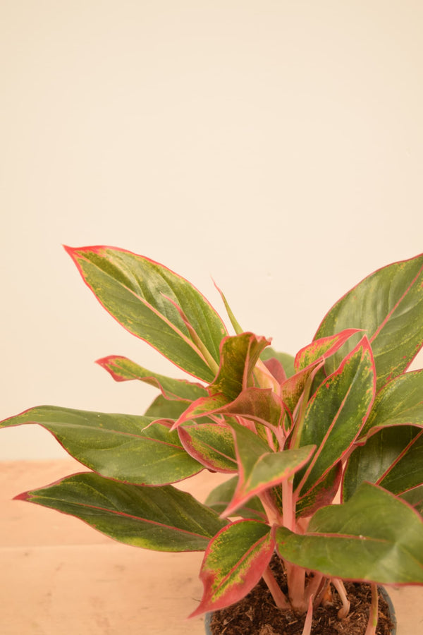 Aglaonema commutatum 'Crete'