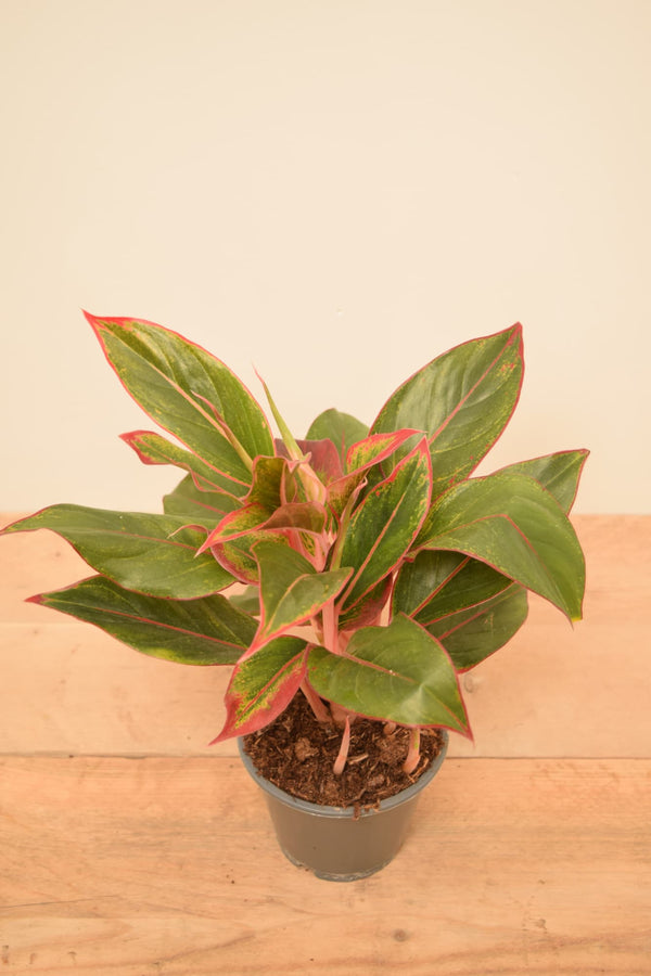 Aglaonema commutatum 'Crete'