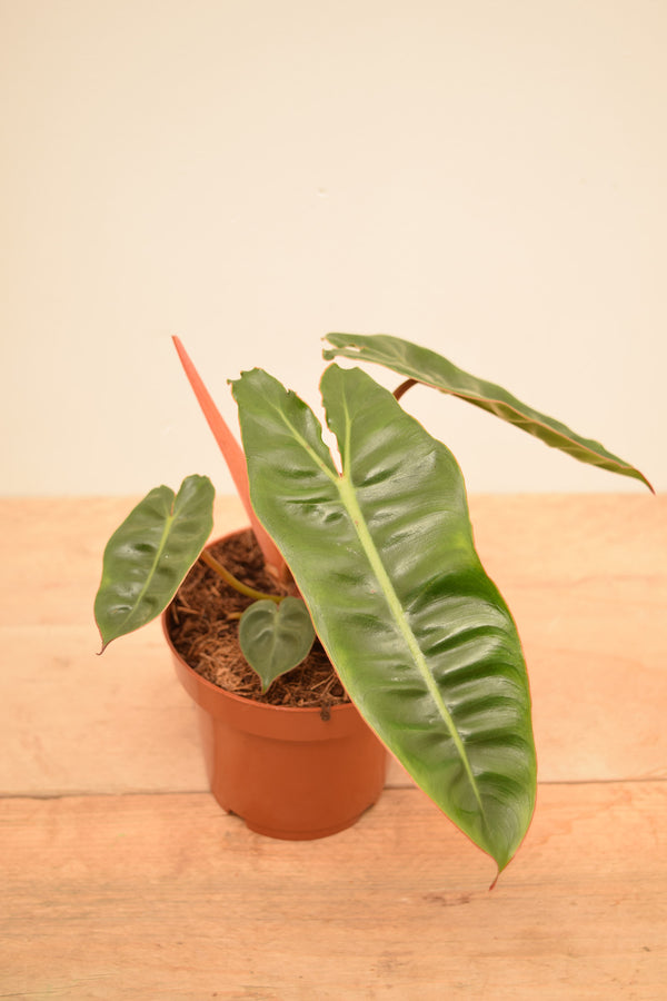 Philodendron billietiae