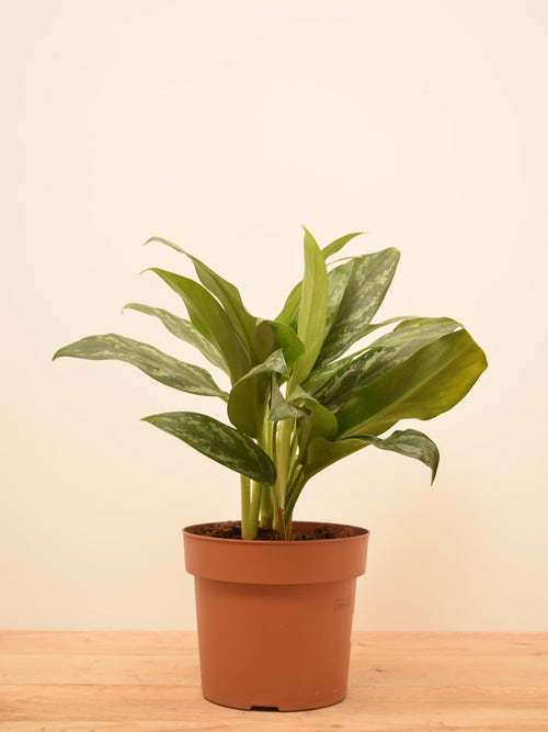 Aglaonema 'Silver Splash'