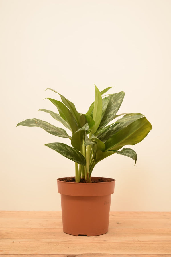 Aglaonema 'Silver Splash'