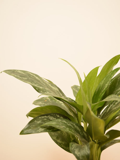 Aglaonema 'Silver Splash'