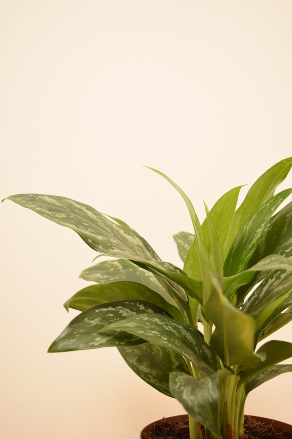 aglaonema silver splash Aglaonema 'Silver Splash'