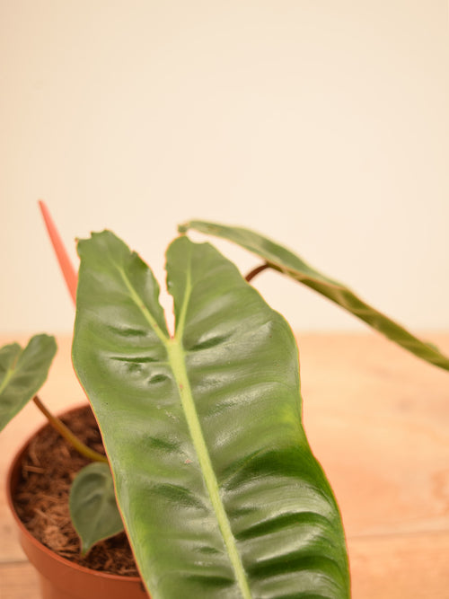 Philodendron billietiae