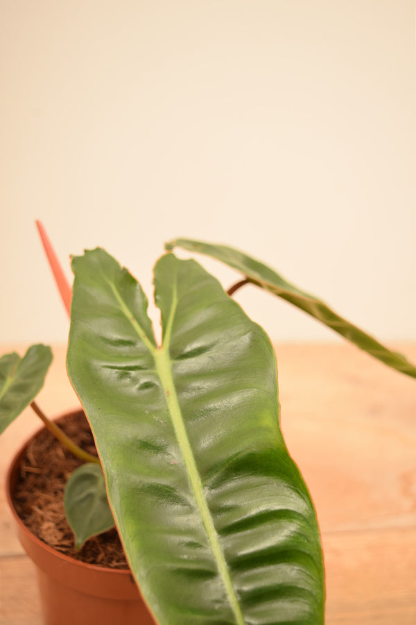 Philodendron billietiae