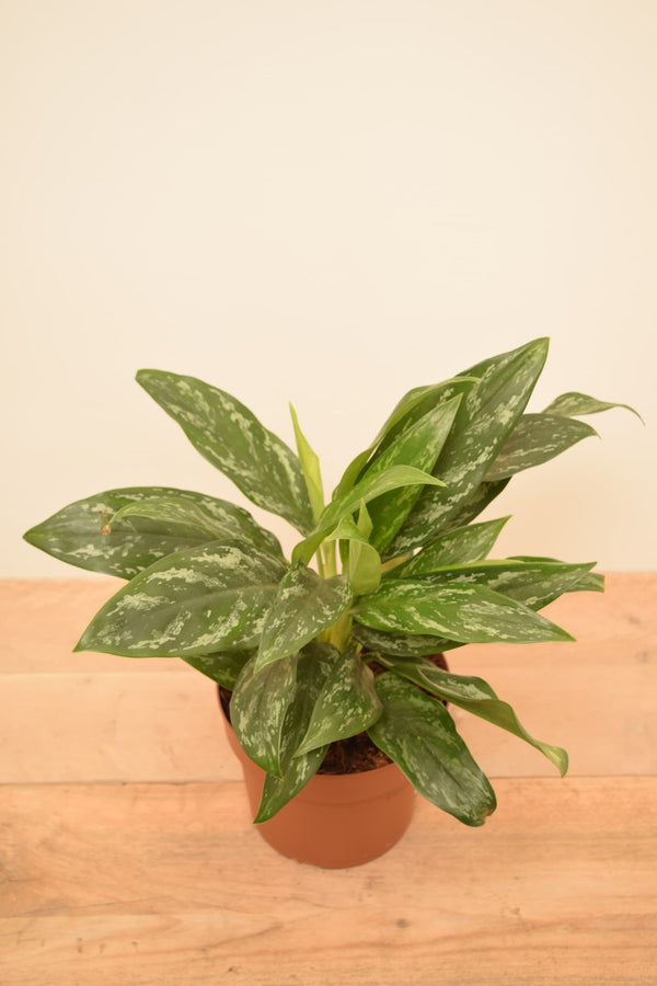 aglaonema splash Aglaonema 'Silver Splash'