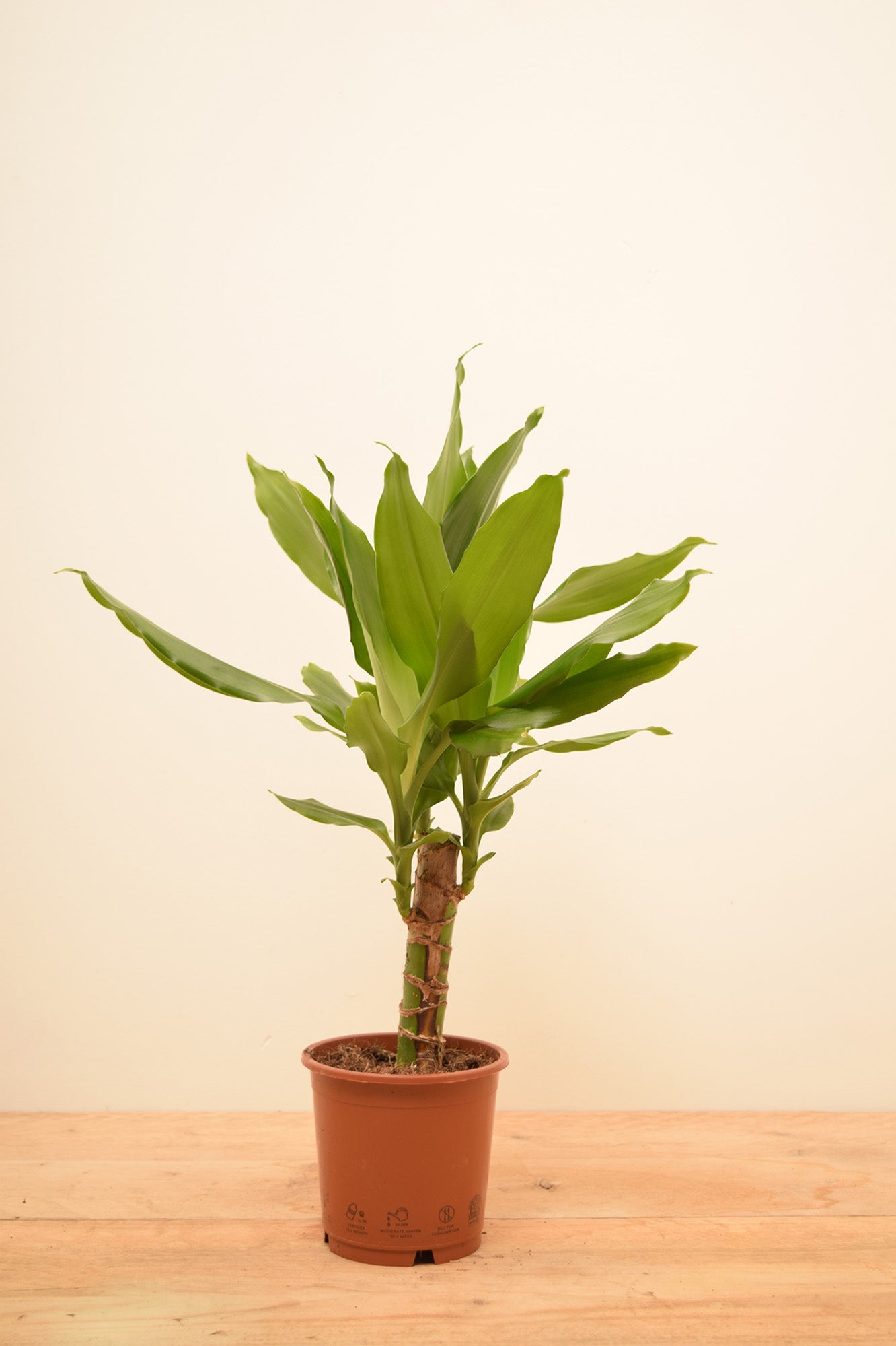 Dracaena fragrans 'Steudneri'