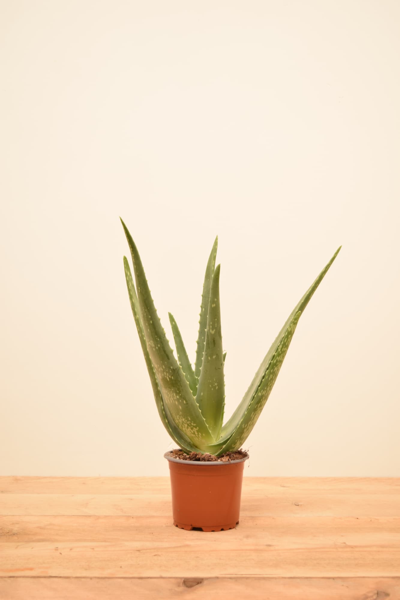buy aloe vera plant uk Aloe barbadensis