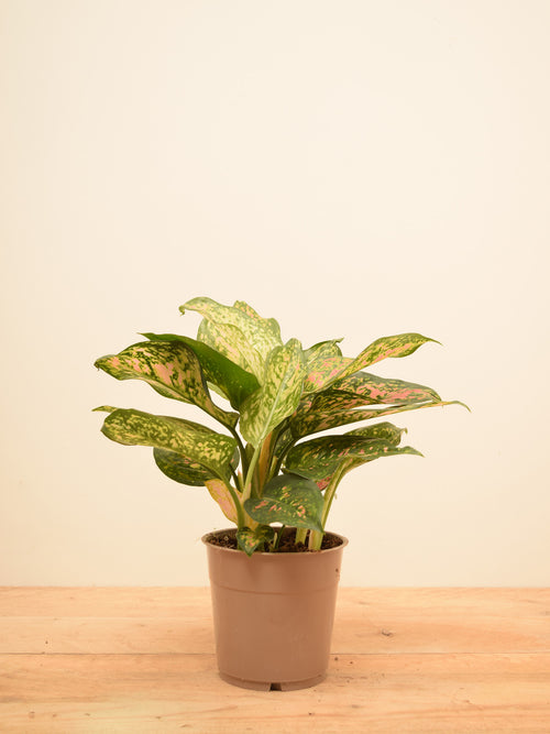 Aglaonema 'Spotted Star'