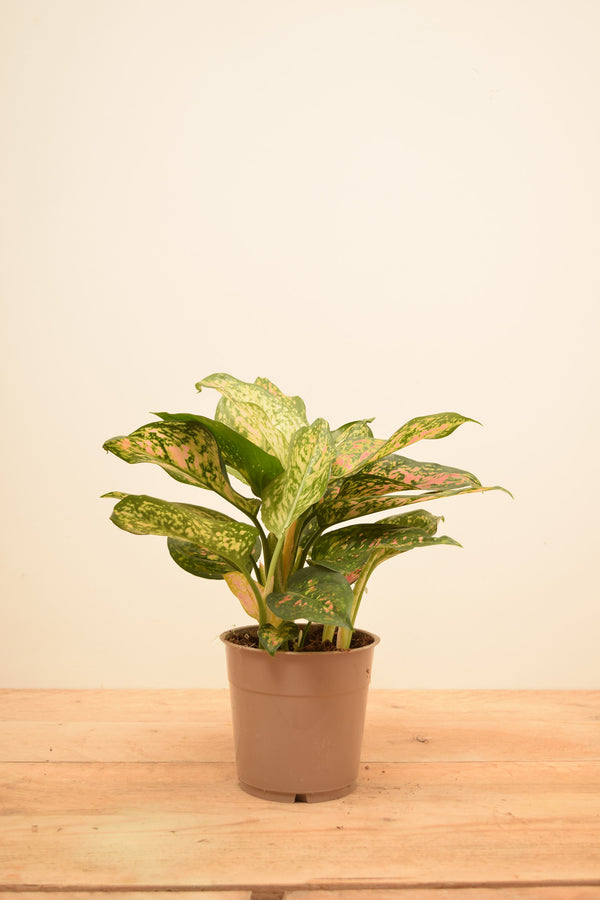 aglaonema spotted star care Aglaonema 'Spotted Star'