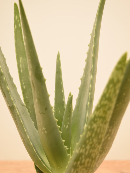 Aloe barbadensis