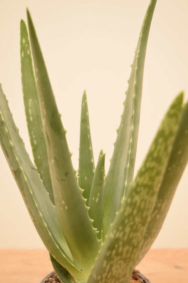 Aloe barbadensis