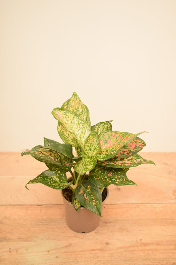 Aglaonema 'Spotted Star'