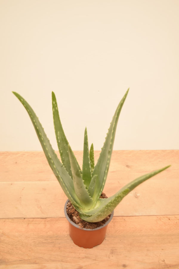Aloe barbadensis