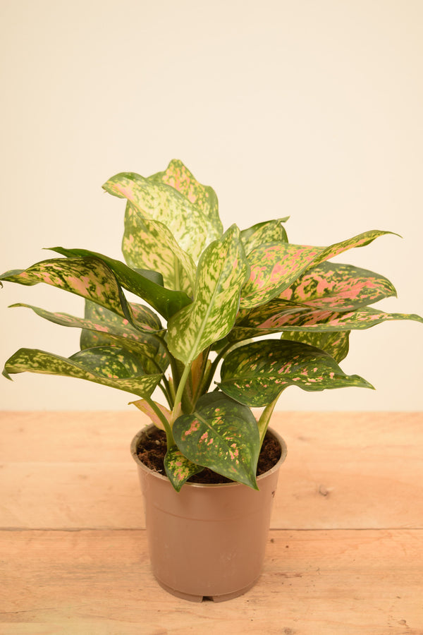 Aglaonema 'Spotted Star'