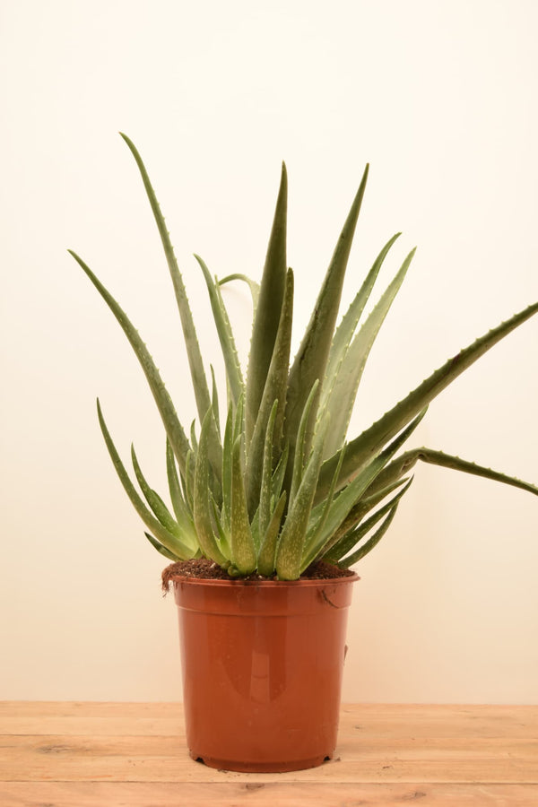 Aloe barbadensis