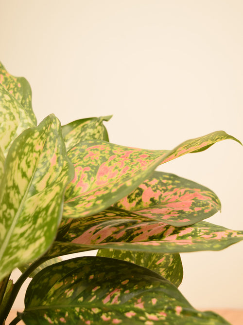 Aglaonema 'Spotted Star'