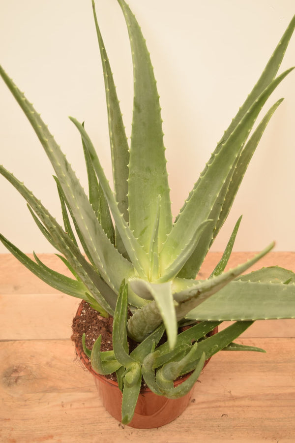 Aloe barbadensis