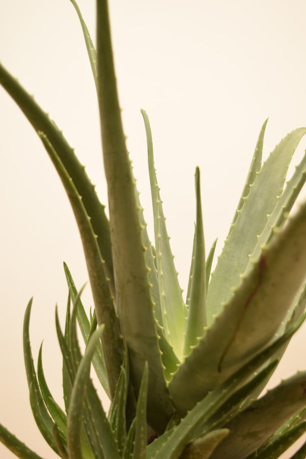 Aloe barbadensis