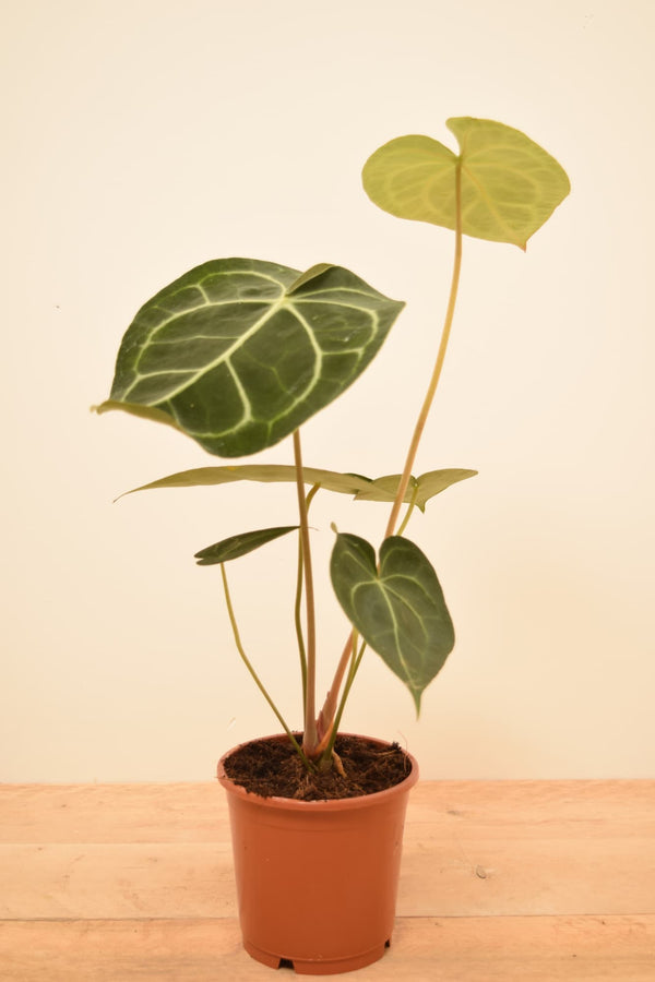 Anthurium clarinervium