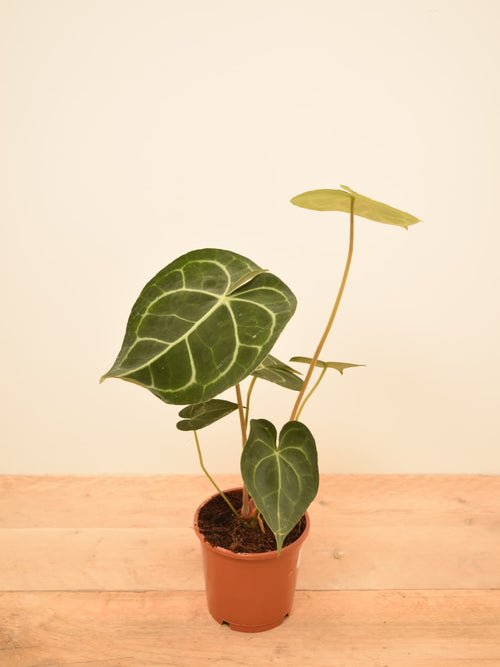 Anthurium clarinervium