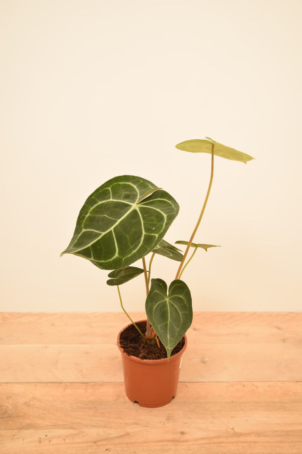 Anthurium clarinervium