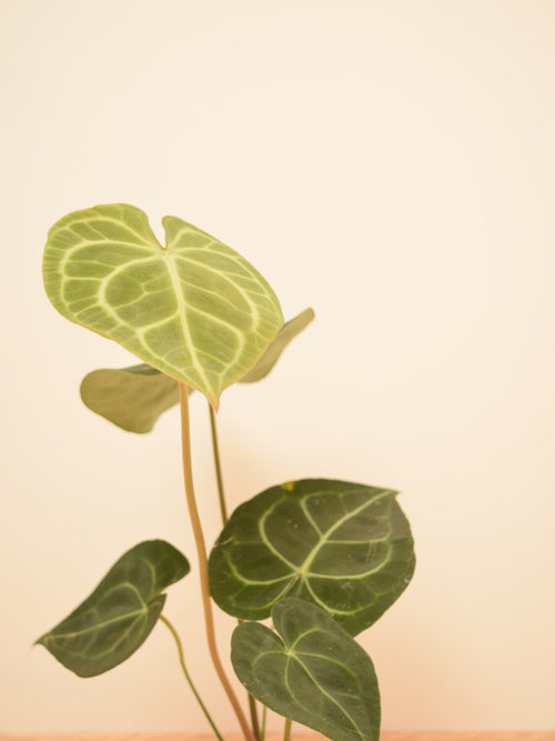 Anthurium clarinervium