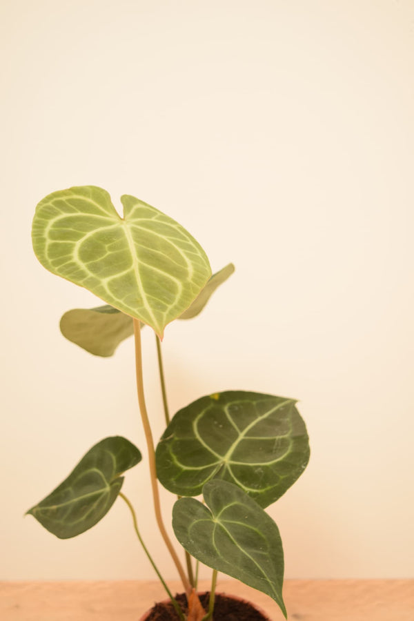 Anthurium clarinervium