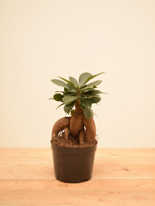 Ficus microcarpa 'Ginseng'