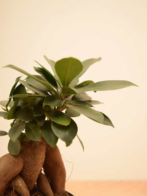 Ficus microcarpa 'Ginseng'