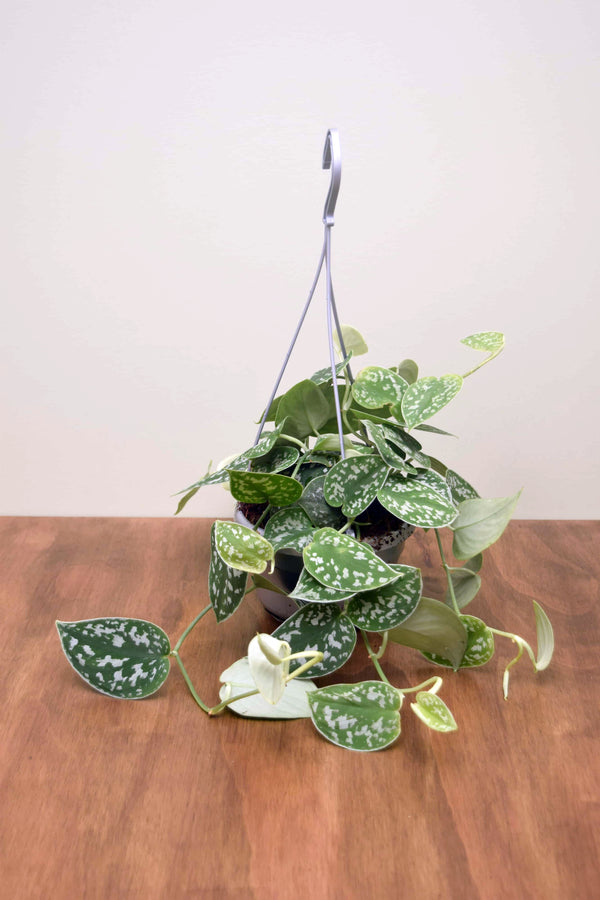 Scindapsus pictus 'Argyraeus'